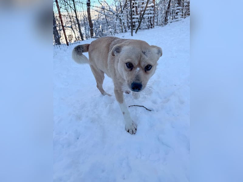 Verspielte und verschmuste INESSA - Traumhündin mit dem Potential zum Herzenshund