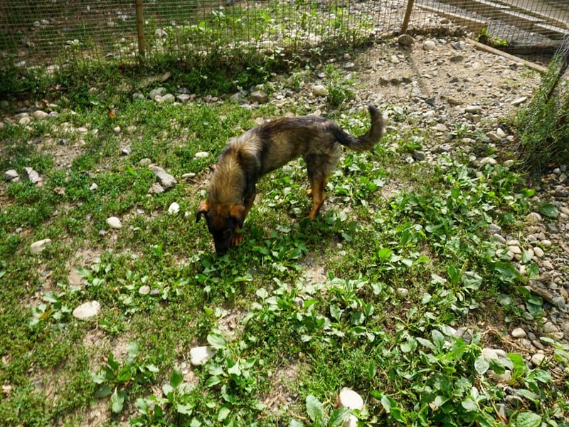 supersüße WELLA sucht nach DIR