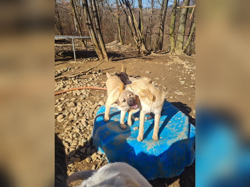 SMOKY kleine Schnauze - großes Herz zum Verlieben !