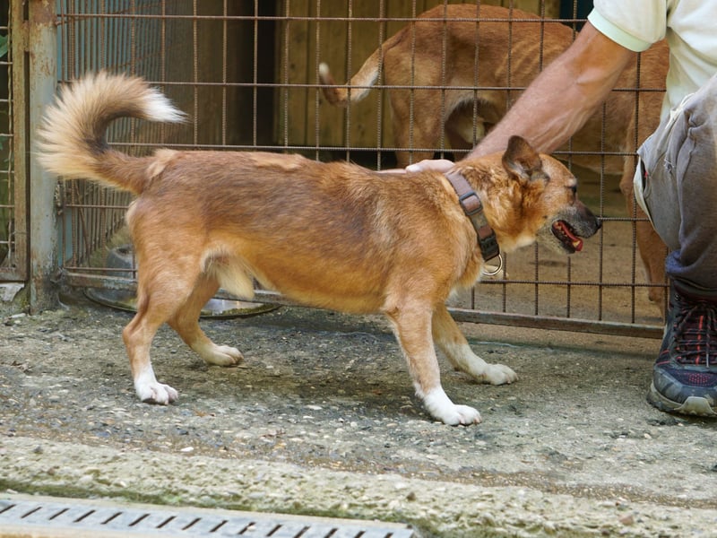 Kuckuck, zauberhafter AMON sucht liebevolle Familie Kuckuck, zauberhafter AMON sucht liebevolle Familie