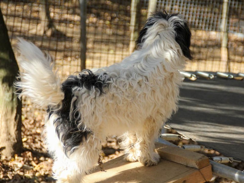 Traumprinz KELVIN ist ein fröhlicher und verspielter Hundebub