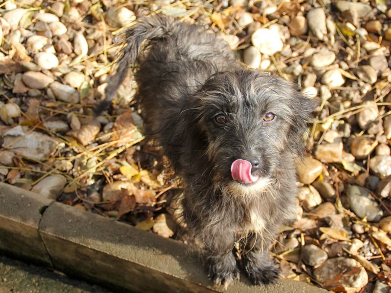 Freundlicher KAIRO möchte die Welt entdecken