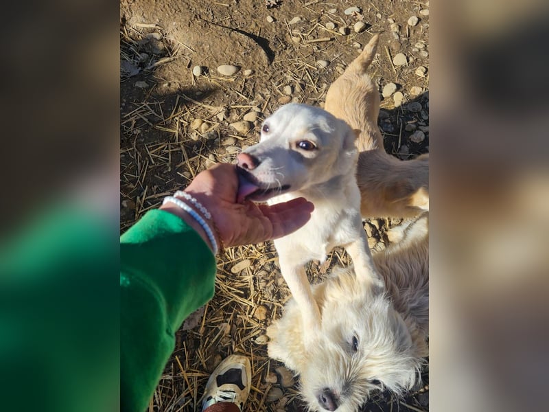 SKIPPER klein, frech, WUNDERBAR !