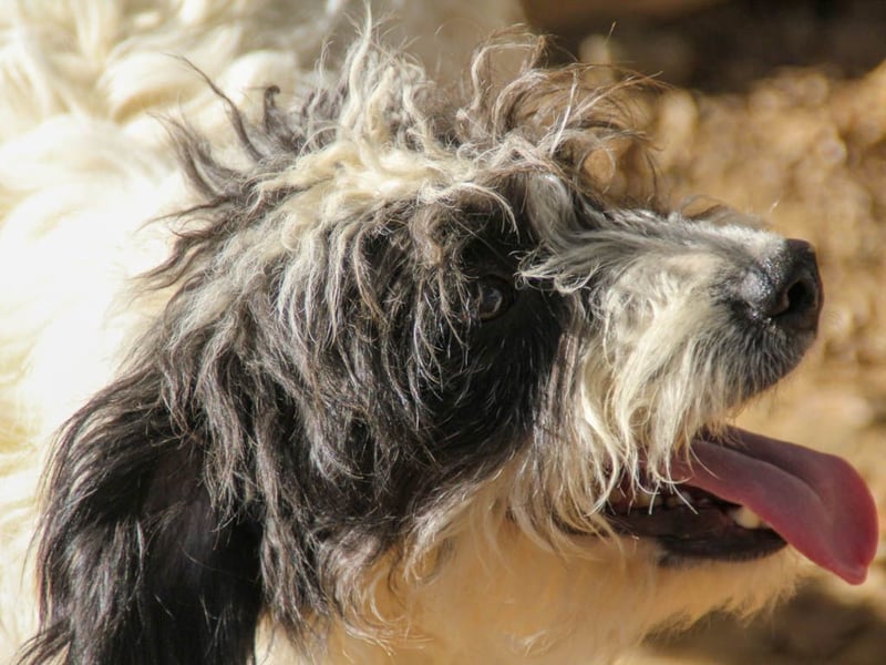 Traumprinz KELVIN ist ein fröhlicher und verspielter Hundebub