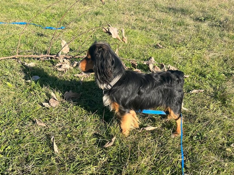 Bezaubernder zuckersüßer BOBISHA sucht sein Für-Immer-Zuhause