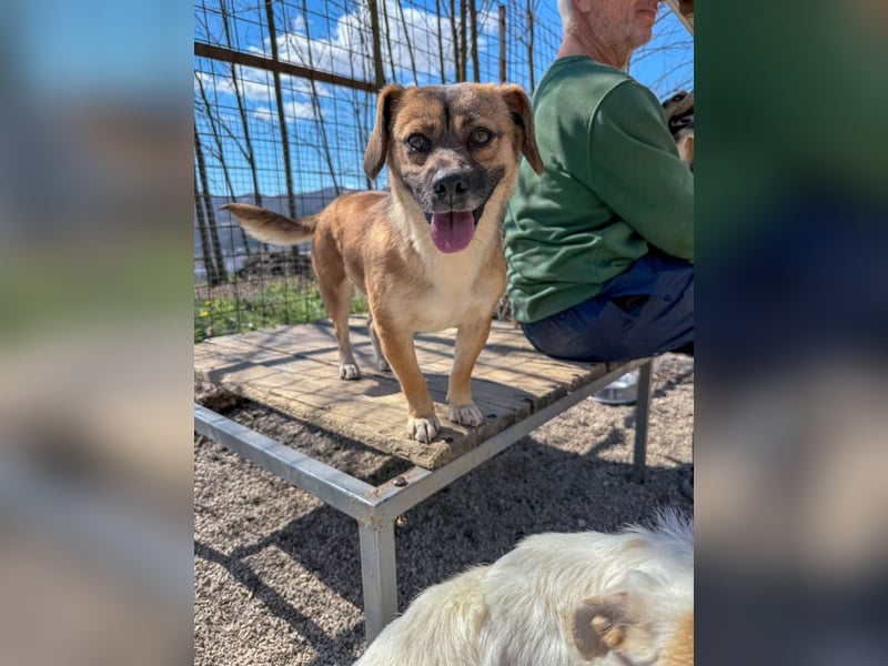 Schleckermaul MILLIE sucht nach ihren eigenen Leckerlispendern