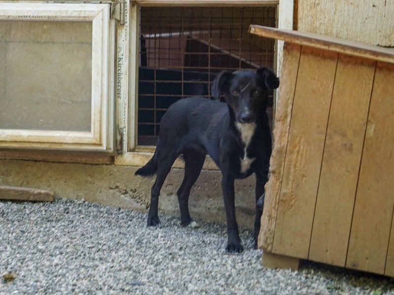 Kuckuck, wer schenkt Traumhündin FIONA ein liebevolles Zuhause?