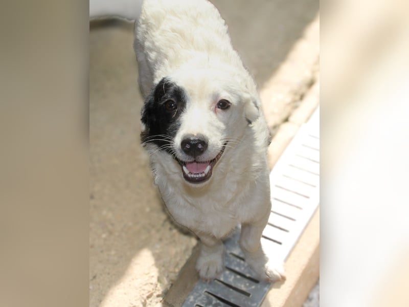 PUPIN, neugierig verspielt - bereit für viele Spiele- und Kuschelrunden