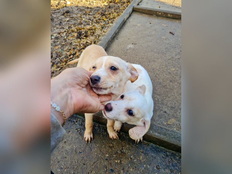 SKIPPER klein, frech, WUNDERBAR !