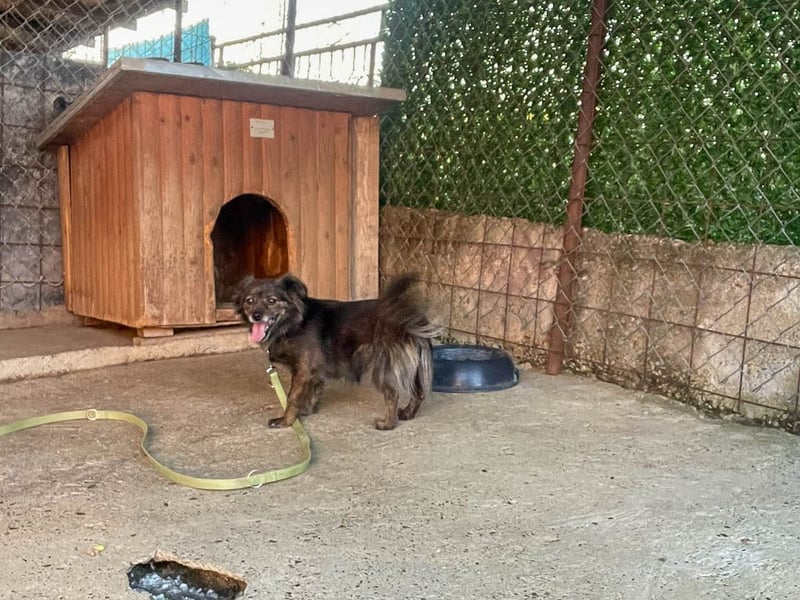 Hoppla - liebenswerte EMILIJA sucht ein liebevolles Zuhause