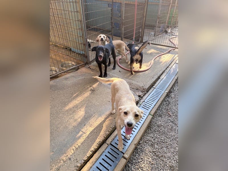 Wuseliger GRADY sucht ein Zuhause zum Großwerden! Vielleicht bei dir?