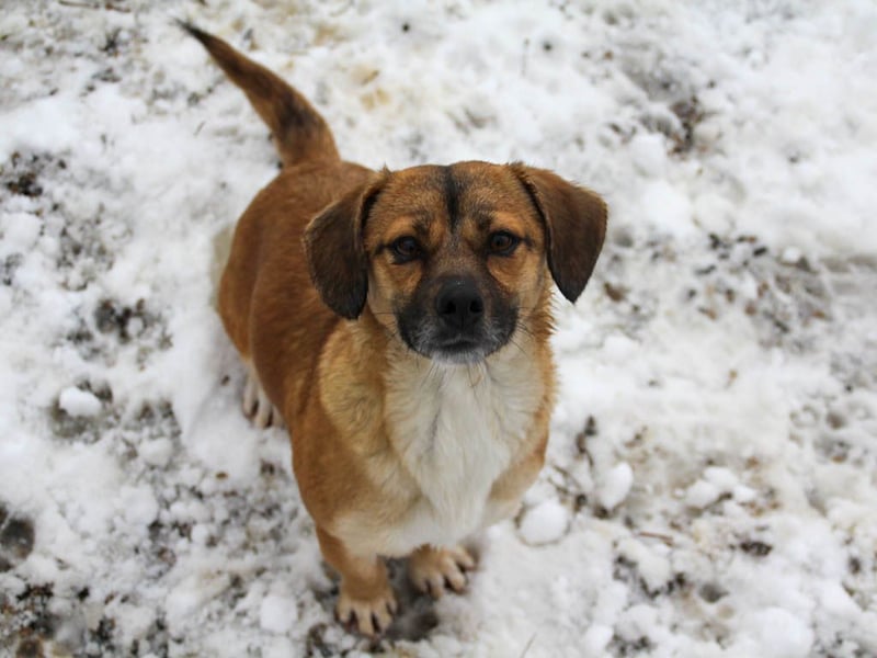 Herzensmensch gesucht - liebe MILLIE hofft den Jackpot Ausreise zu knacken