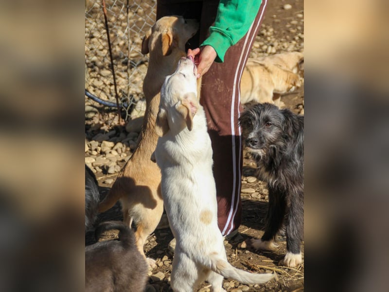 SKIPPER - kleine Kuschelmaus könnte seinen Koffer schnell für DICH packen