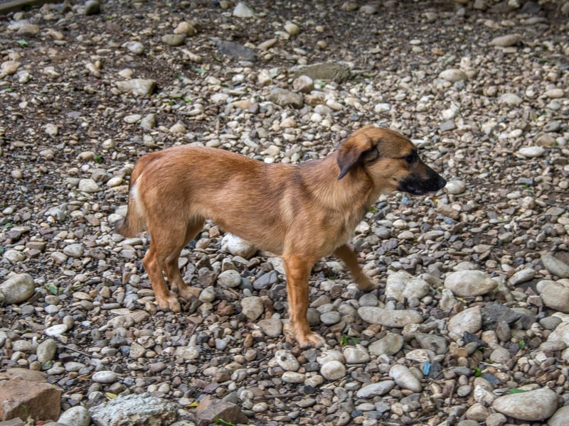 Hübsche ALMA sucht liebevolles Zuhause
