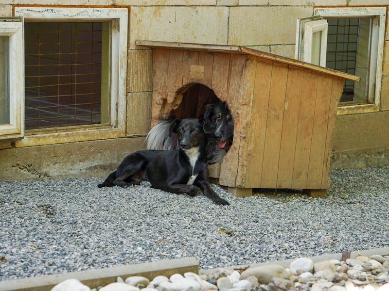 Kuckuck - FIONA sucht liebevolles Zuhause