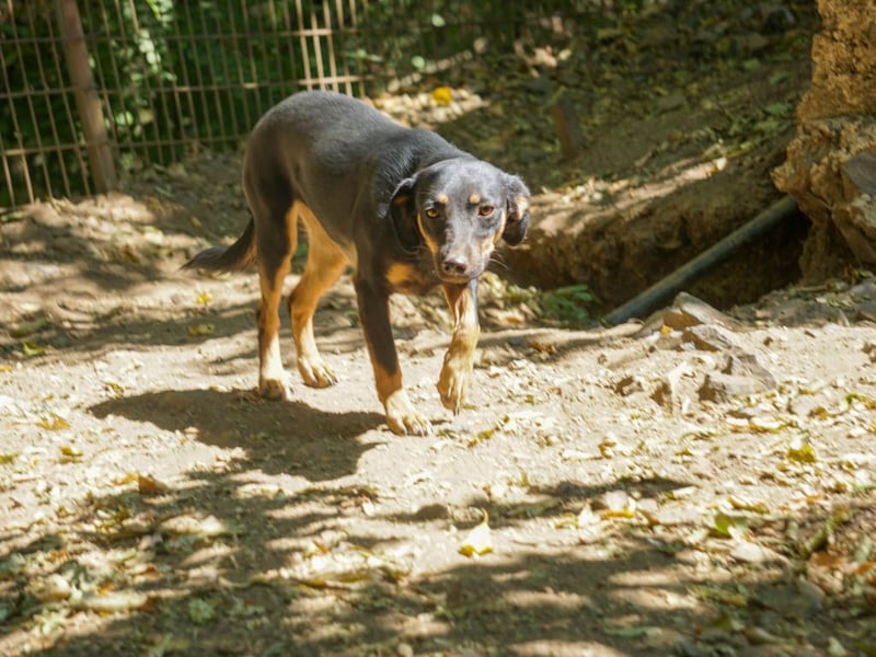 Schmusemaus SMILLA will endlich mit ihren eigenen Menschen kuscheln