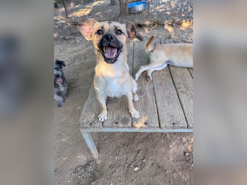 SMOKY sucht seine eigene Familie zum Spielen, Toben und Kuscheln ...