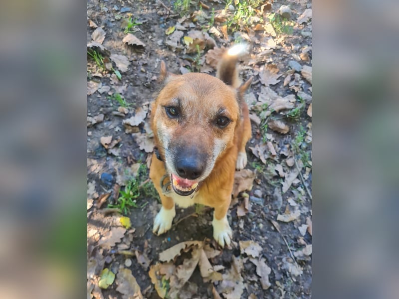 Kuckuck, zauberhafter AMON sucht liebevolle Familie Kuckuck, zauberhafter AMON sucht liebevolle Familie