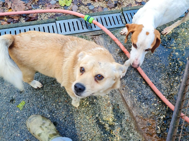 Verspielte und verschmuste INESSA - Traumhündin mit dem Potential zum Herzenshund