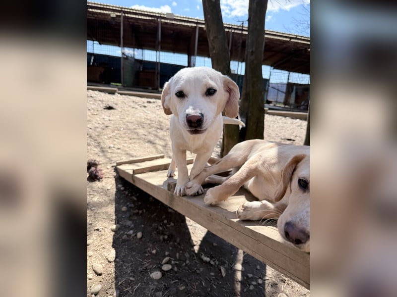 Aufgeweckter SKIPPER sucht aktive Menschen zum Spielen und Toben
