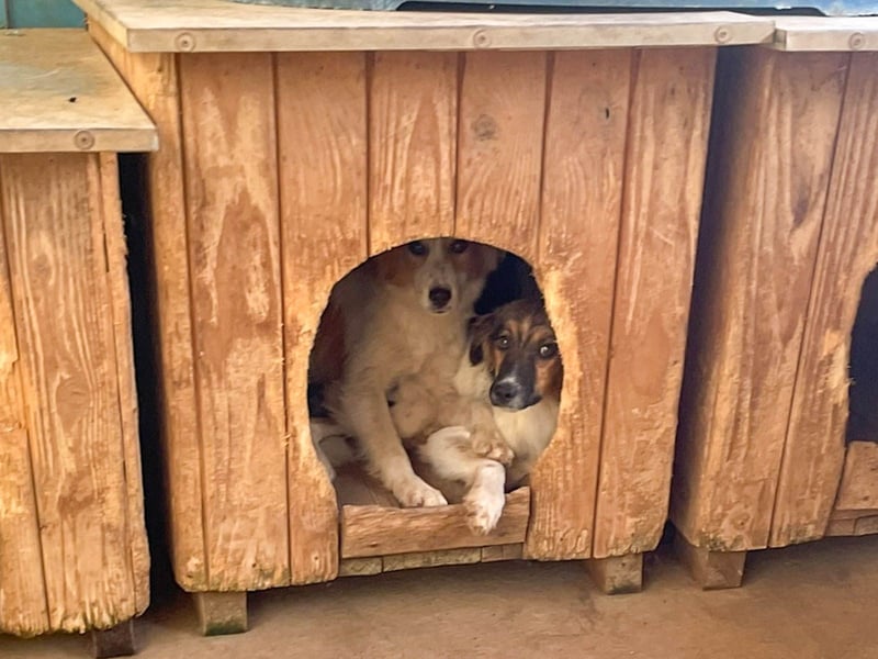 Zuckersüße JULIANA - ein Herz auf vier Pfoten