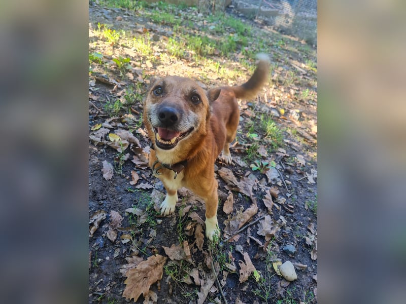 Kuckuck, zauberhafter AMON sucht liebevolle Familie Kuckuck, zauberhafter AMON sucht liebevolle Familie