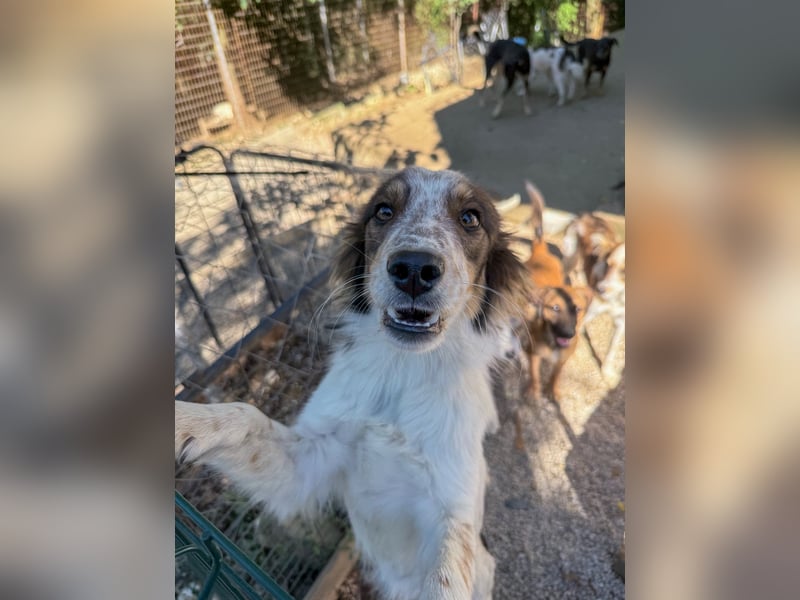 Zuckerschnute EMIL ist ein neugieriger und verspielter Hundebub Zuckerschnute EMIL ist ein neugieriger und verspielter Hundebub