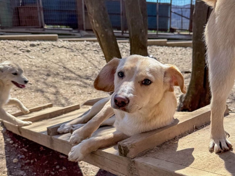 möchtest DU SASSY die Welt zeigen ?