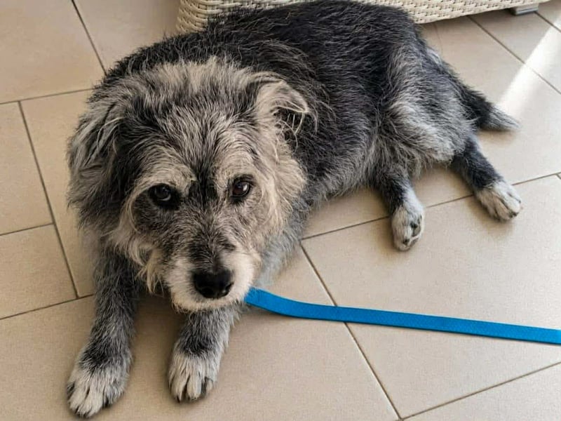 Verspielter Hunde-Opi BUDDY kann in 29413 Dähre kennengelernt werden
