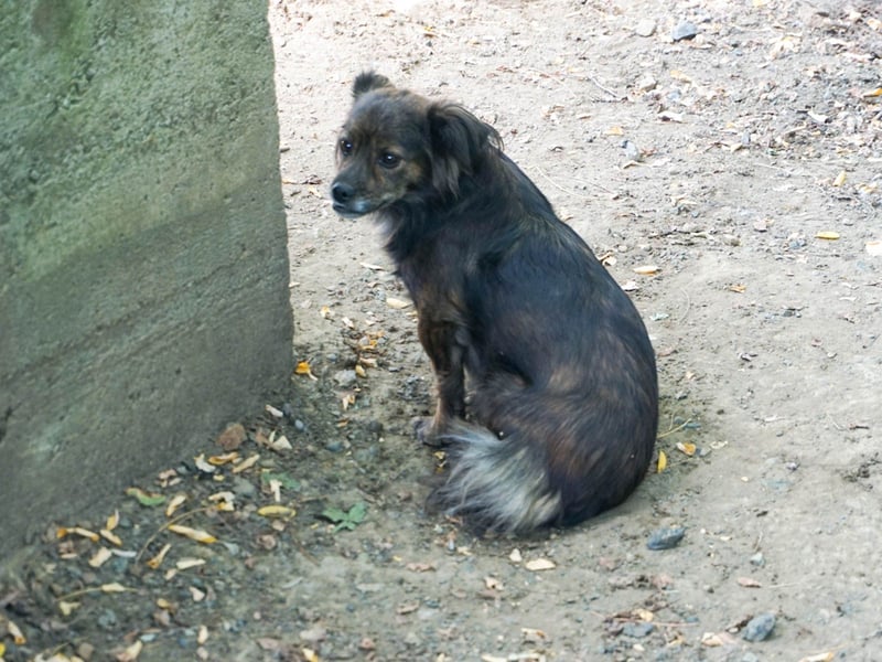 Kuckuck, wer schenkt Traumhündin EMILIJA ein liebevolles Zuhause? Kuckuck, wer schenkt Traumhündin EMILIJA ein liebevolles Zuhause?