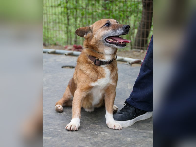 Kuckuck, zauberhafter AMON sucht liebevolle Familie Kuckuck, zauberhafter AMON sucht liebevolle Familie