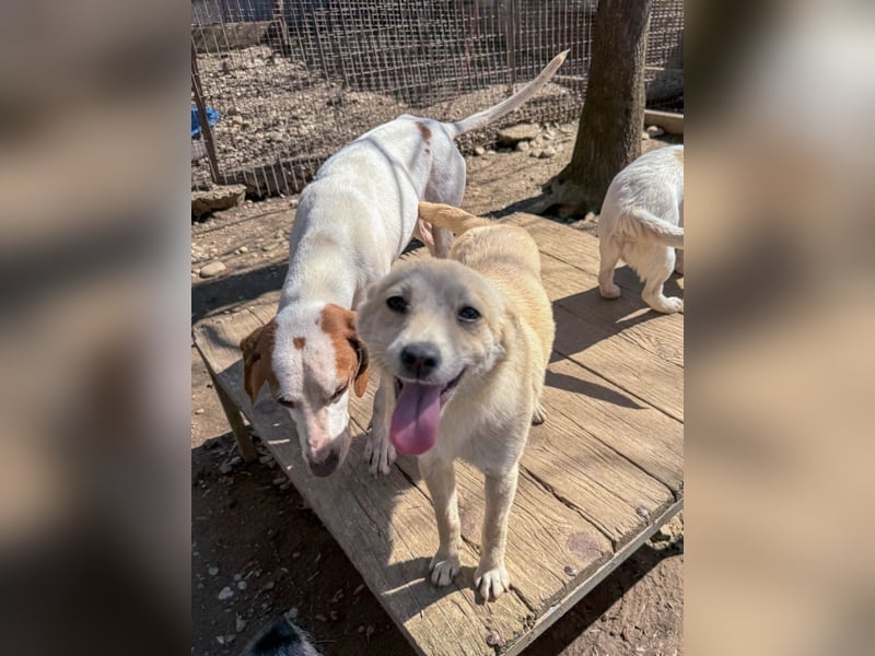 SUZUKI einzigartige Fellnase ;-)