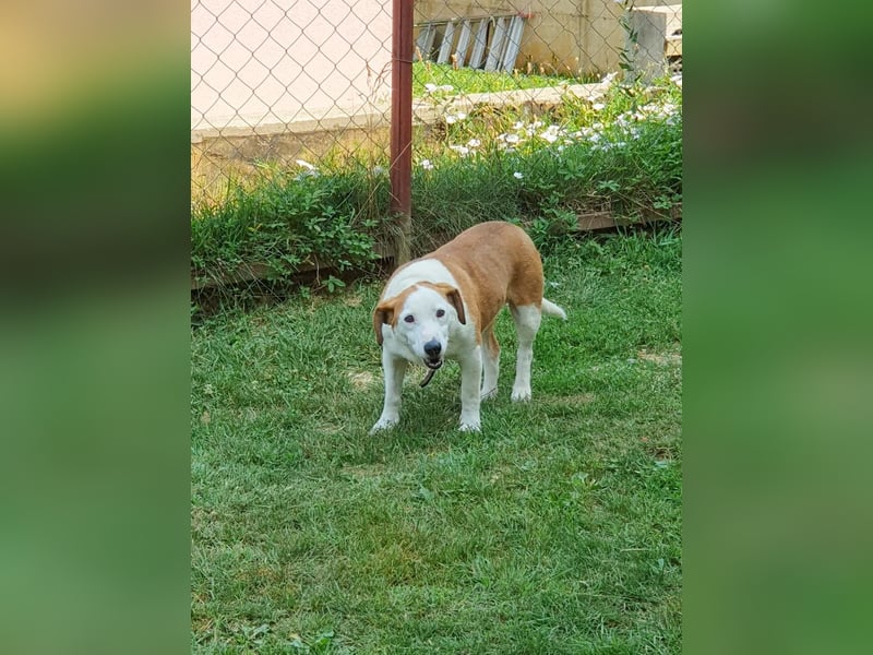 Ruhiger BEPI sucht sein Glück
