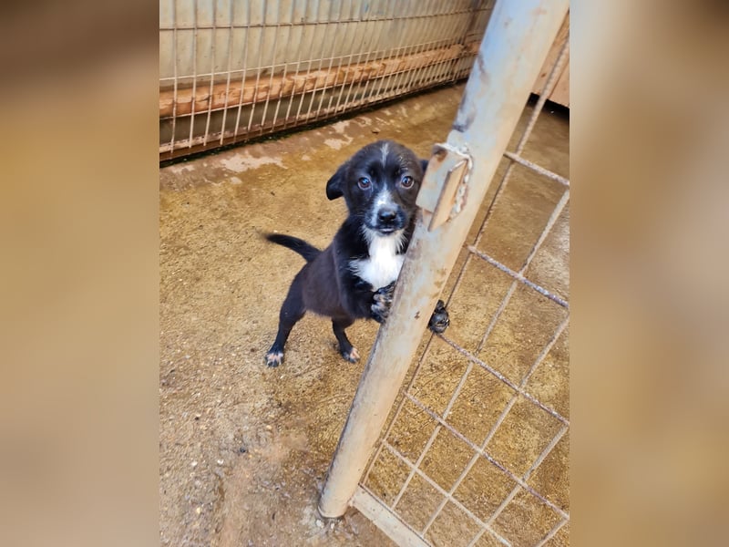 SUSHI - Knopfaugen zum Verlieben !!!