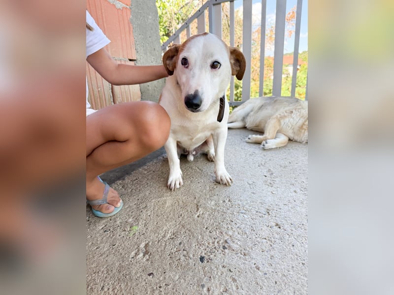 BEPI - Wer löst sein Ticket ins Glück und schenkt ihm ein liebevolles, ruhiges Zuhause BEPI - Wer löst sein Ticket ins Glück und schenkt ihm ein liebevolles, ruhiges Zuhause