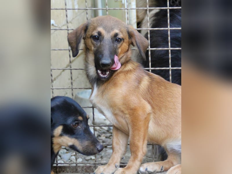 Schlaue ALMA sucht ein für immer Zuhause
