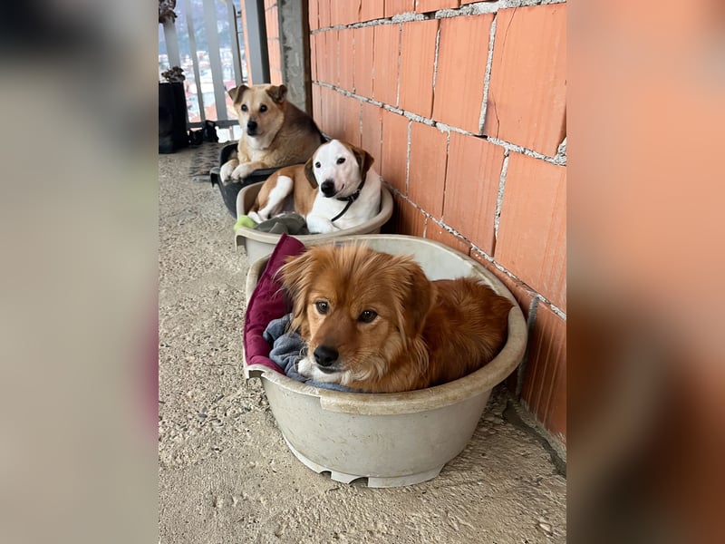 BEPI - Wer löst sein Ticket ins Glück und schenkt ihm ein liebevolles, ruhiges Zuhause BEPI - Wer löst sein Ticket ins Glück und schenkt ihm ein liebevolles, ruhiges Zuhause