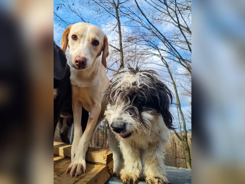 Süßer KELVIN - wer löst sein Ticket ins Glück?