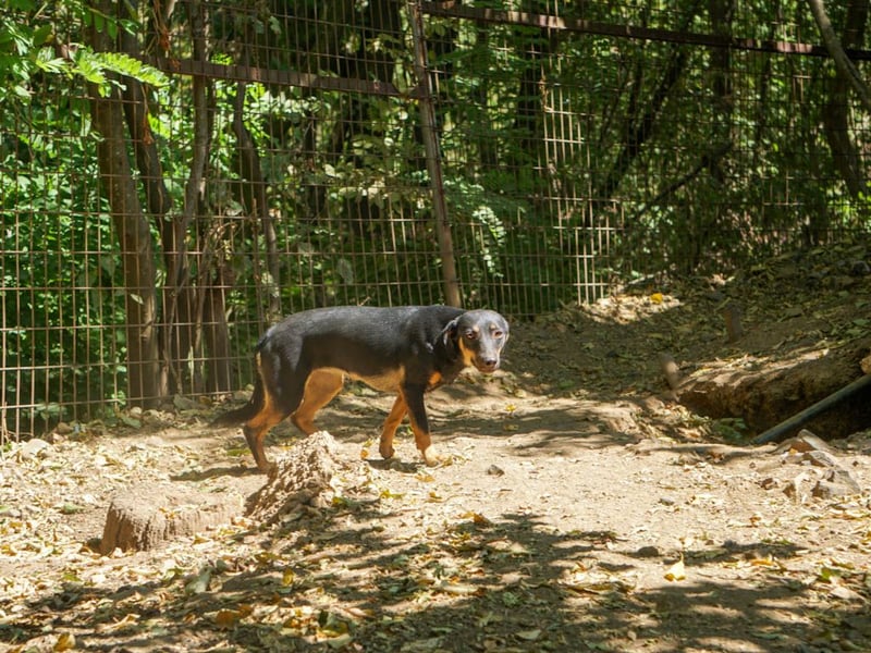 Schmusemaus SMILLA will endlich mit ihren eigenen Menschen kuscheln