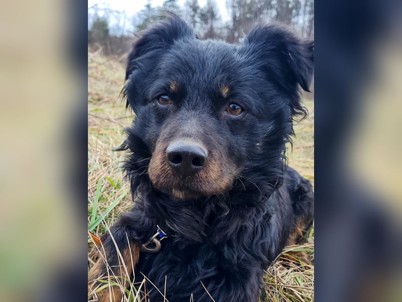 RALF - Familienhund wünscht sich ein Zuhause