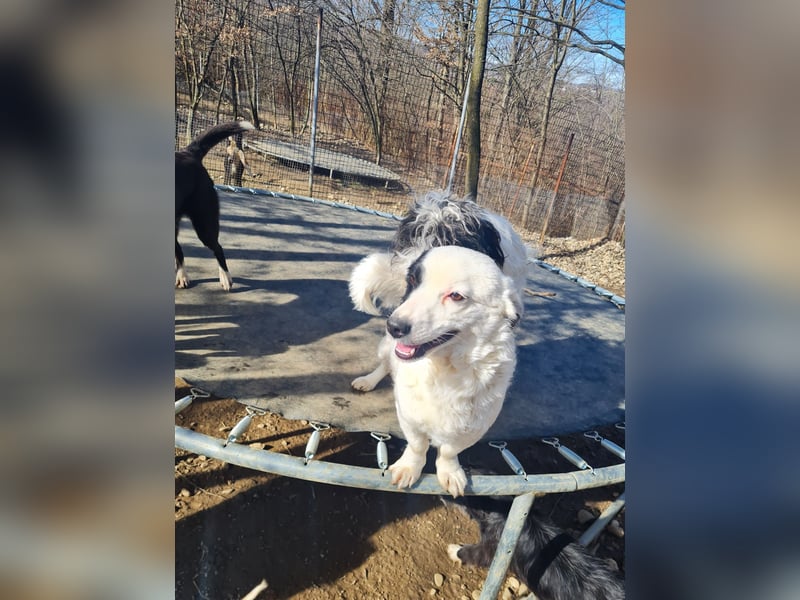 PUPIN einzigartig, lebensfroh - einfach PERFEKT !