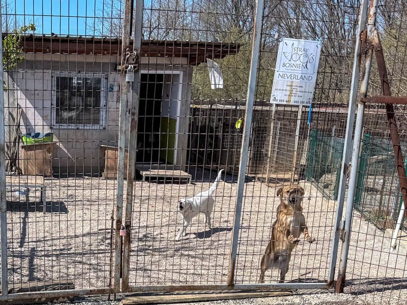 SENA, super soziale, sanfte und kuschelbedürftige Fellnase