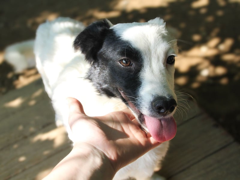 PUPIN, neugierig verspielt - bereit für viele Spiele- und Kuschelrunden