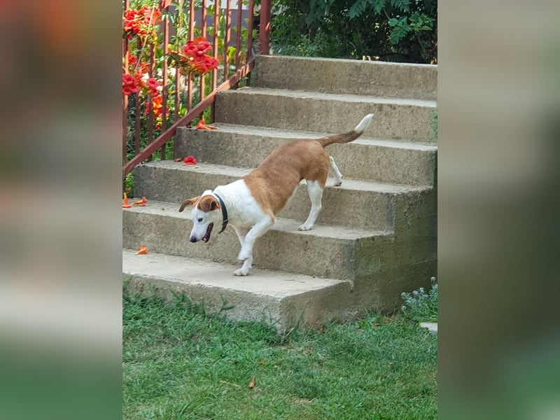 BEPI - Wer löst sein Ticket ins Glück und schenkt ihm ein liebevolles, ruhiges Zuhause BEPI - Wer löst sein Ticket ins Glück und schenkt ihm ein liebevolles, ruhiges Zuhause