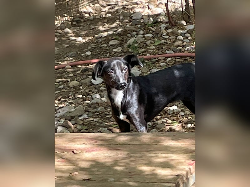 Kuckuck, wer schenkt Traumhündin FIONA ein liebevolles Zuhause?