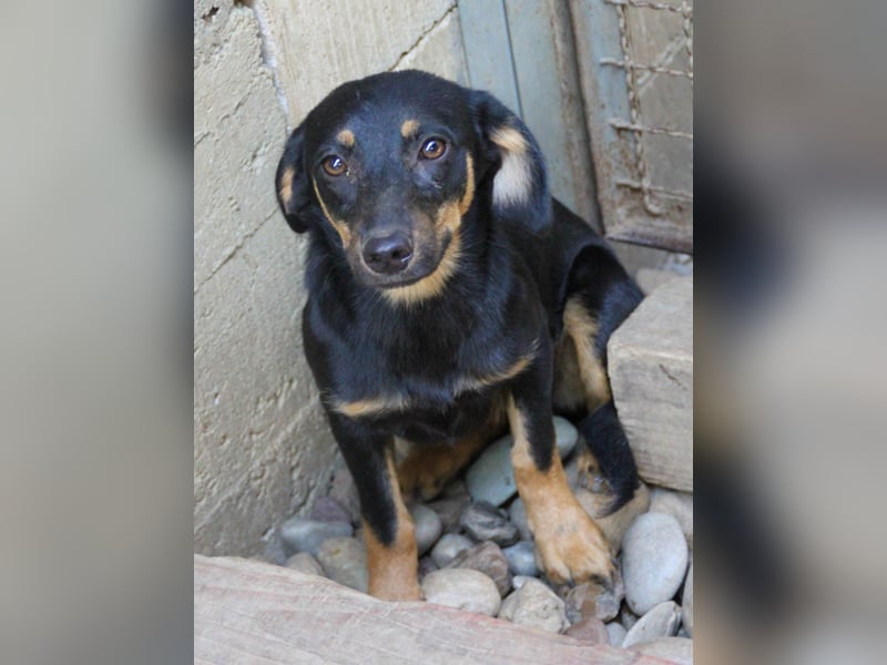 niedliche SMILLA - sucht ihren Herzensmensch niedliche SMILLA - sucht ihren Herzensmensch