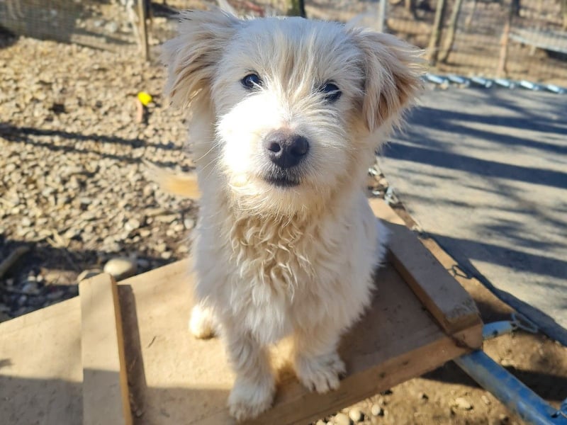 Zuckersüßer Hundebub KASPAR sucht liebevolles Zuhause