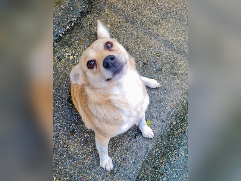 Verspielte und verschmuste INESSA - Traumhündin mit dem Potential zum Herzenshund