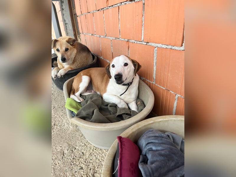 BEPI - Wer löst sein Ticket ins Glück und schenkt ihm ein liebevolles, ruhiges Zuhause