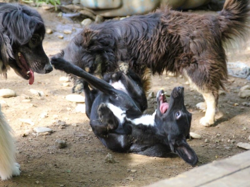 Kuckuck, wer schenkt Traumhündin FIONA ein liebevolles Zuhause?